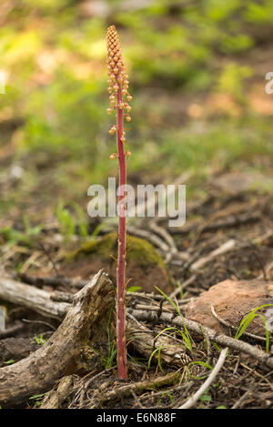 Ptérospore Andromède poussant dans la forêt de la Wallowa, montagnes de l'Oregon. Banque D'Images