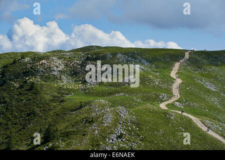 Moutons paissent sur une colline du Monte Baldo Italie Alpes Banque D'Images