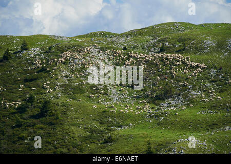 Moutons paissent sur une colline du Monte Baldo Italie Alpes Banque D'Images