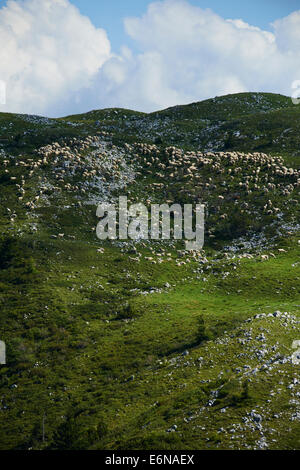 Moutons paissent sur une colline du Monte Baldo Italie Alpes Banque D'Images