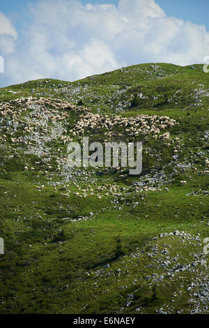 Moutons paissent sur une colline du Monte Baldo Italie Alpes Banque D'Images