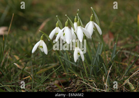 Snowdrop Galanthus nivalis (commune) à Steinbach près de Radebeul, Saxe, Allemagne. Banque D'Images