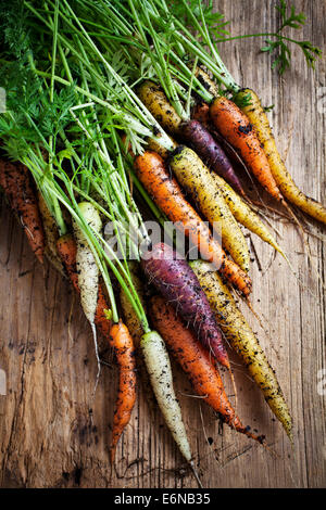 Carottes arc-en-ciel fraîches cueillies du jardin Banque D'Images