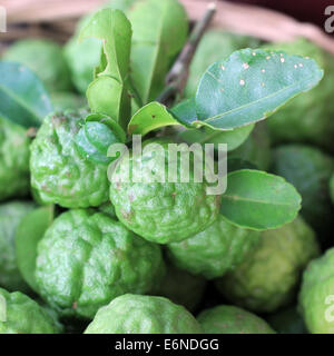 Lime Kaffir lime leech ou sur le plateau du marché Banque D'Images