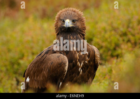 Golden Eagle, au milieu de l'automne la végétation colorée montrant outre de son fier ou angriness par la pose de la couronne de plumes Banque D'Images