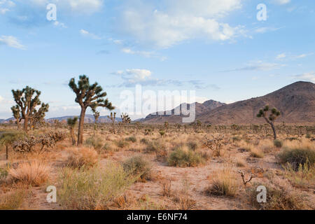 Joshua Tree National Park - California USA Banque D'Images