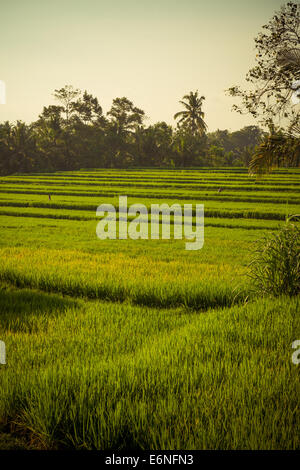 La culture traditionnelle balinaise - champ de riz à Ubud Banque D'Images