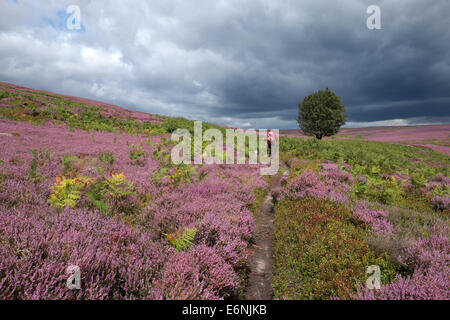 Walker sur North York Moors entouré par Heather fleurs Banque D'Images