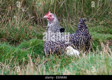 Poulet avec ses poussins en noir et blanc. Banque D'Images