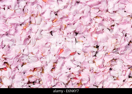 Tapis de fleurs rose tombée qui a tombé d'un arbre sur le sol environnant. Banque D'Images