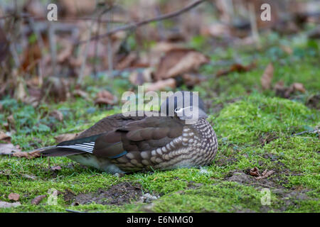 Canard Mandarin Aix galericulata Mandarinente Banque D'Images