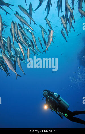 Scuba Diver torche brillante près d'une école de poissons, île de Sipadan, Bornéo, Malaisie Banque D'Images