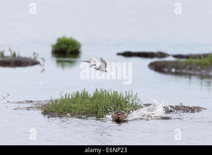 Chasse les Sternes pierregarin Sterna hirundo, Canard colvert, Anas platyrhynchos Banque D'Images