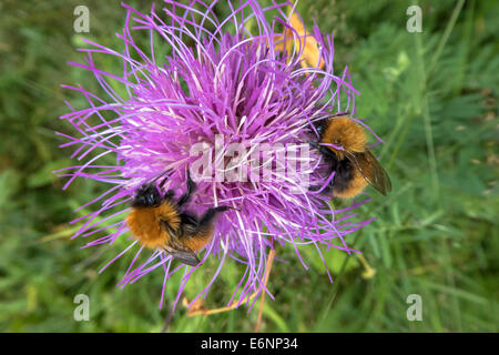 Les bourdons sur Thistle, Bombus sp. Banque D'Images