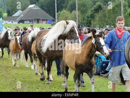 Les participants de la présentation traditionnelle de poulains de race noire à St Märgen (Allemagne), avec les poulains et les juments, le 7 août 2014. Banque D'Images