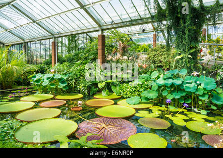 Princess of Wales conservatory Kew Gardens Londres Angleterre Royaume-uni GB EU Europe Banque D'Images