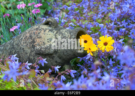 Souci croissant dans une urne en pierre entourée de Campanula. Banque D'Images