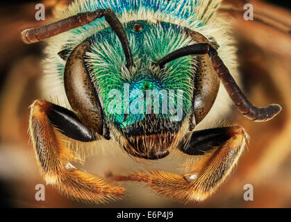 Coloradinus Agapostemon, F, visage, Shannon Co, S 2014-01-09-143148 Dakota ZS PMax  12229924934 o UN grand bleu vert vif avec vo Banque D'Images