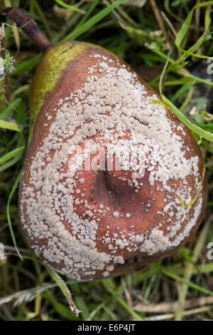 Pyrus et Monilinia laxa / Monilinia fructigena. Poire à la pourriture brune Banque D'Images