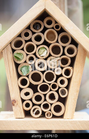 Bug ou le jardin avec des insectes abeilles osmia lignaria Banque D'Images