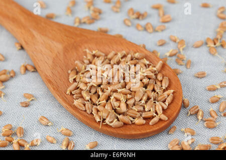 Les germes de blé dans une cuillère en bois (germe de blé). Close-up. Banque D'Images