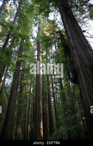 Le bois rouge des arbres dans le Humboldt Redwoods State Park sur l'Avenue des séquoias. Banque D'Images