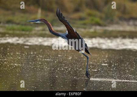 Héron goliath (Ardea goliath), Ardeidae Banque D'Images