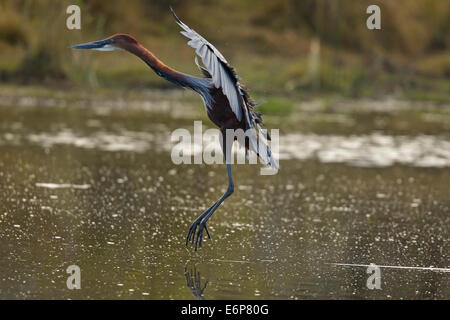 Héron goliath (Ardea goliath), Ardeidae Banque D'Images