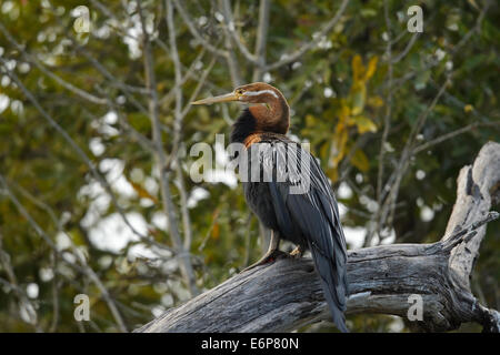 Le dard de l'Afrique (Anhinga rufa), Banque D'Images