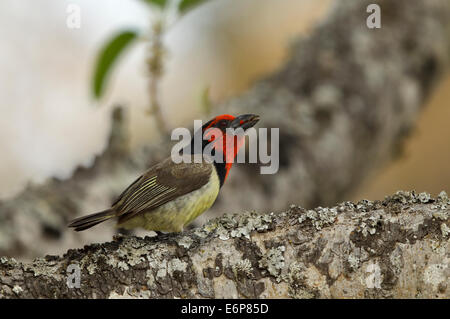 Barbet à tête blanche (Lybius torquatus, ssp. torquatus), perché dans un arbre, (corvidés) Banque D'Images