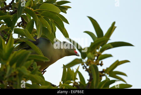 Pigeon vert africain (Treron calvus) dans un arbre, Columbidae Banque D'Images