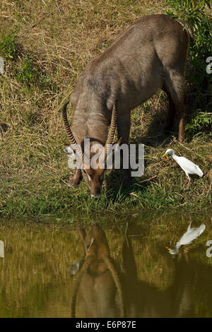 Cobe à croissant (Kobus ellipsiprymnus Ellipsen ssp. ellipsiprymnus), Common Waterbuck, homme avec Héron garde-boeuf (Bubulcus ibis), Banque D'Images