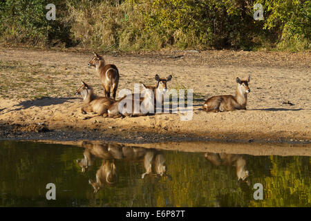 Un troupeau d'Ellipsen (Kobus ellipsiprymnus Cobe ssp. ellipsiprymnus), Common Waterbuck, femme avec reflet dans l'eau, Banque D'Images