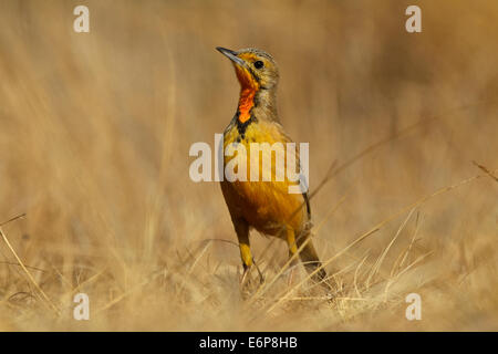 Cape Longclaw (Macronyx capensis), Motacillidae Banque D'Images