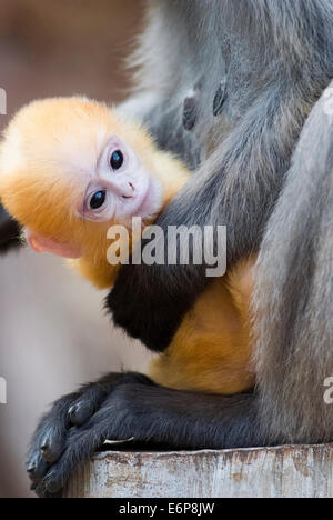 Une mère Dusky Leaf monkey et son bébé jaune Banque D'Images