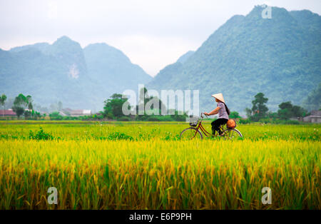 Femme sur son vélo le long d'un champ de riz le 13 juillet 2014 à Bac Son, Vietnam. Banque D'Images