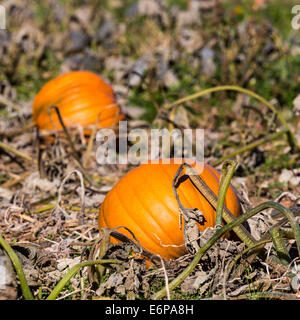 Citrouille mûre prête à être cueillie dans le potager après un gel dur a tué le feuillage. Banque D'Images