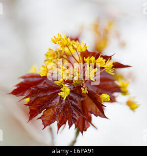 Fleur d'un érable rouge, Acer rubrum, au début du printemps. Banque D'Images