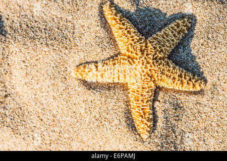 Lever de soleil sur la plage. Les étoiles de mer Banque D'Images