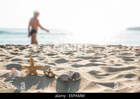 Coquillages sur la plage. La lumière du soleil Banque D'Images