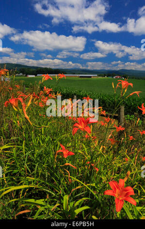 Day Lillies en vallée de Shenandoah, Mount Solon, Virginia, USA Banque D'Images