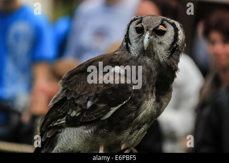 Owl s'assit sur la perche qui envisagent de prendre pied à la fauconnerie du château de Warwick show Banque D'Images