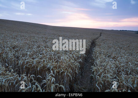 Un étroit sentier serpente à travers un champ de blé mûri dans la campagne du Northamptonshire près de East Haddon, comme l'aube. L'Angleterre Banque D'Images