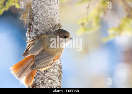 Jay Perisoreus infaustus sibérienne, assis sur un tronc de l'épinette dans Nilivaara en Laponie suédoise Banque D'Images