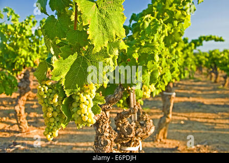 La maturation des raisins sur des vignes dans la région du Languedoc, du sud-ouest de la France. Banque D'Images