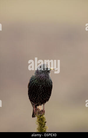 Une starling oiseaux perchés sur une branche moussue Banque D'Images