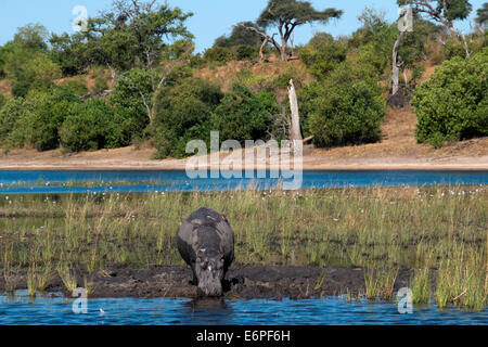De Victoria Falls est possible de visiter le Botswana. En particulier le Parc National de Chobe. Par exemple les hippopotames sont souvent voir Banque D'Images