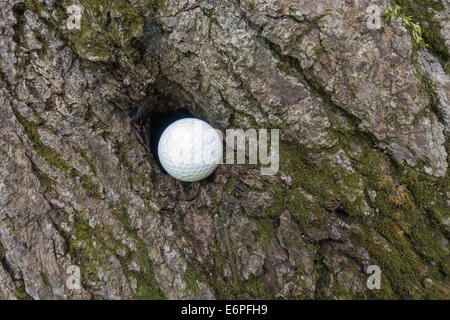 Coincé dans le trou de balle de golf de l'écorce des arbres Banque D'Images