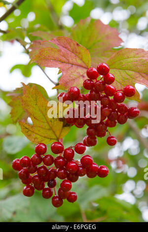 La canneberge en corymbe (baies Viburnum trilobum) mûrissent comme des approches de l'automne à Snowshill Manor dans les Cotswolds Banque D'Images