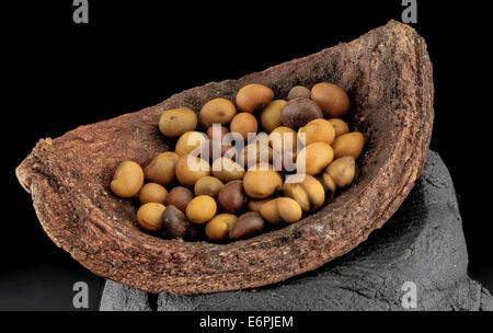 Baptisia tinctoria, New York 1935 2013-07-05-153538 ZS PMax  9216092795 o une expérience. La B. tinctoria graines venait d'une Banque D'Images